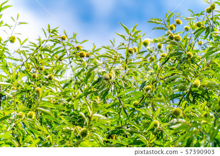 Iga chestnut autumn material [Nagano Prefecture] 57390903