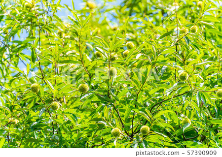Iga chestnut autumn material [Nagano Prefecture] 57390909