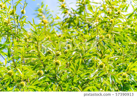 Iga chestnut autumn material [Nagano Prefecture] 57390913
