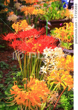 圓壽寺(兵庫縣香川市)在花壇中盛開的朱頂蘭 圓壽寺(兵庫縣香川市)在花壇中盛開的朱頂蘭 57395669