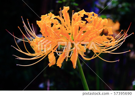 Enshoji Temple (Kakogawa City, Hyogo) A cluster amaryllis that blooms in a flower temple 57395690