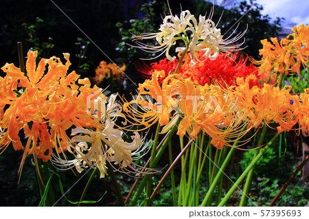 Enshoji Temple (Kakogawa City, Hyogo) A cluster amaryllis that blooms in a flower temple Enshoji Temple (Kakogawa City, Hyogo) A cluster amaryllis that blooms in a flower temple 57395693