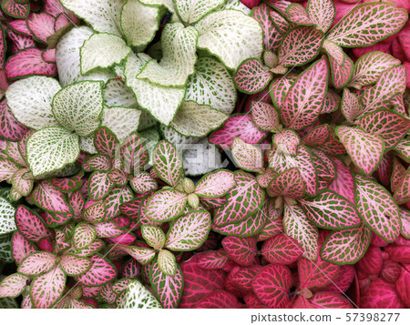 Bright green with red veins flowers of exotic plant fittonia 57398277