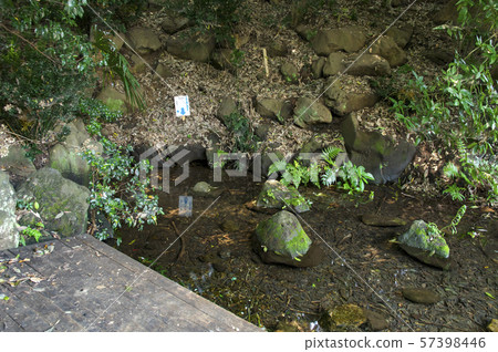 春天點竹森林公園 57398446