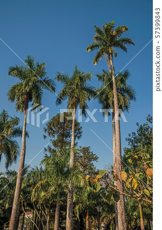 Tall and leafy palm trees in a square garden 57399843