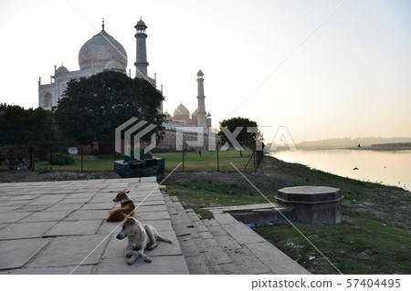 Indian Agra, World Heritage Taj Mahal, dusk and stray dog 57404495