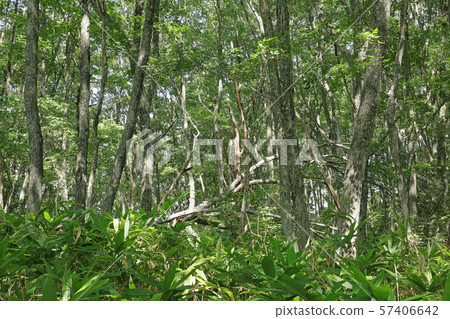 Quercus grove that shines in the early autumn-Miyabeda Marshland Quercus grove that shines in the early autumn-Miyabeda Marshland 57406642