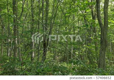 早秋的櫟樹林 - 福島縣南會津町Miyabe Marshland 57406652