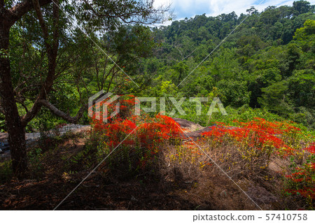 Red orchids on Pha Kluay Mai waterfall 57410758