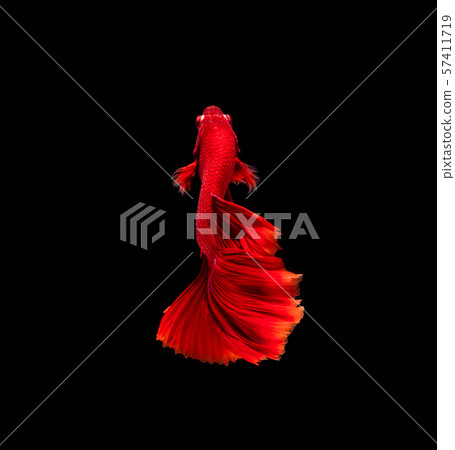 Betta fish, siamese fighting fish, betta splendens 57411719