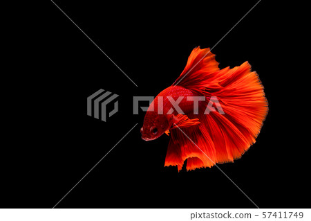 Betta fish, siamese fighting fish, betta splendens Betta fish, siamese fighting fish, betta splendens 57411749