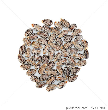 Castor oil seeds (Ricinus Communis) isolated on 57411981