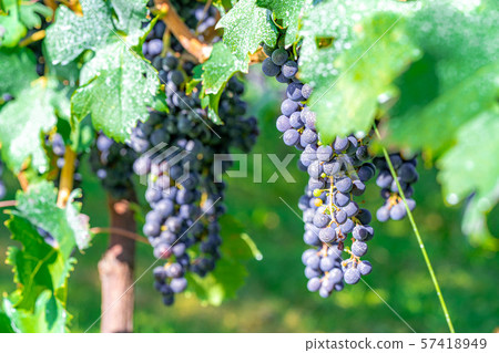Grapes for wine [Nagano] 57418949