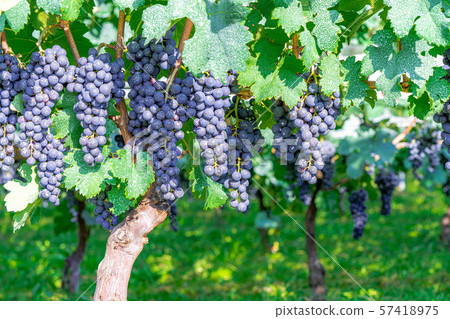 Grapes for wine [Nagano] 57418975