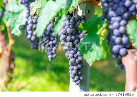 Grapes for wine [Nagano] 57419029