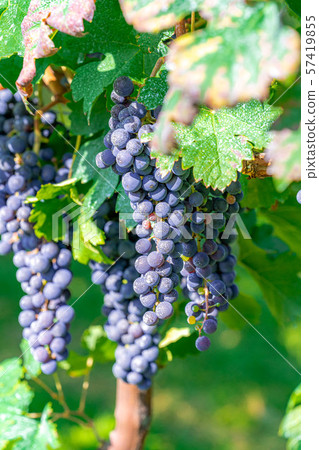 Grapes for wine [Nagano] 57419855