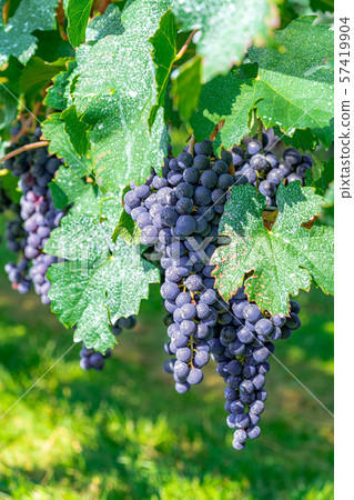 Grapes for wine [Nagano] 57419904
