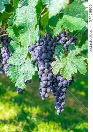 Grapes for wine [Nagano] 57419906