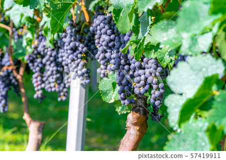 Grapes for wine [Nagano] 57419911