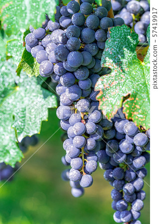 Grapes for wine [Nagano] 57419917
