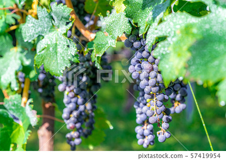 Grapes for wine [Nagano] 57419954