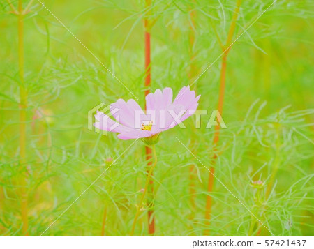 Cosmos Cosmos 57421437