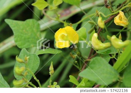 Noazuki Noazuki 57422136