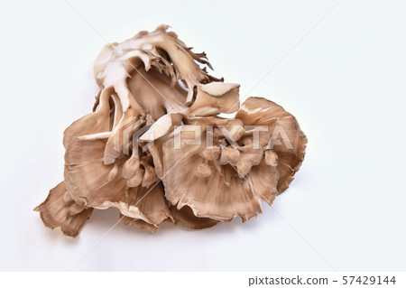 蘑菇（舞子） 57429144