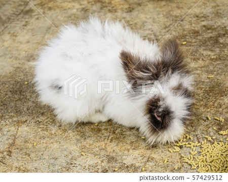 Small cute rabbit 57429512
