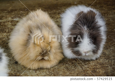 Small cute rabbit 57429515