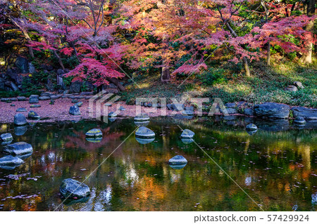 Autumn garden in Tokyo, Japan 57429924