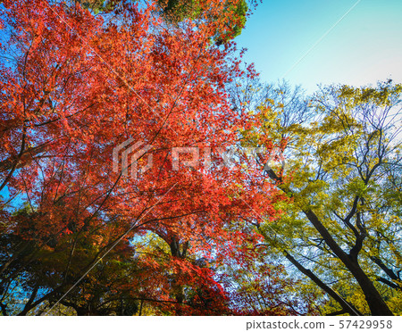 Autumn garden in Tokyo, Japan Autumn garden in Tokyo, Japan 57429958