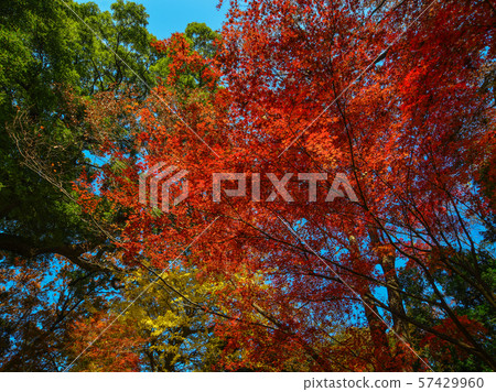 Autumn garden in Tokyo, Japan Autumn garden in Tokyo, Japan 57429960