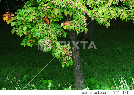 天然植物的風景野豬果實的照片野豬果實變紅的時候 天然植物的風景野豬果實的照片野豬果實變紅的時候 57433714