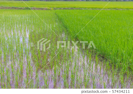 different stage of green paddy rice field in Thailand. 57434211