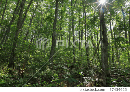 櫟樹林的初秋指向福島縣南會津町的光明宮 - 濕地 57434623