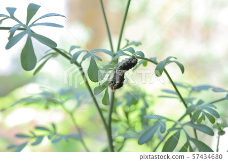 Namiageha第4天（陸） 57434680