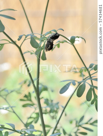 Namiageha第4天(陸) Namiageha第4天(陸) 57434681