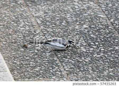 Bakkery Bakkery 57435263