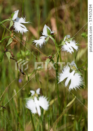 Takanabe Marsh and Plant 57435294