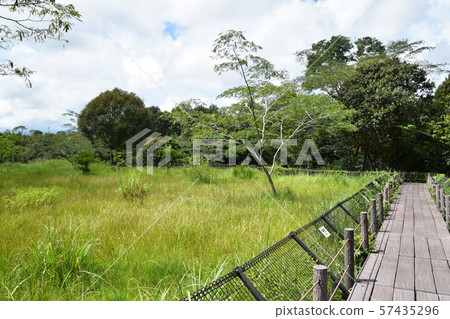 Takanabe Marsh and Plant 57435296