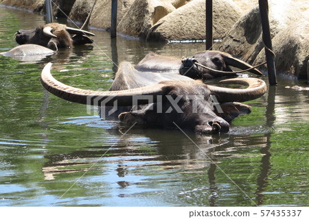 布法羅[沖繩] 57435337