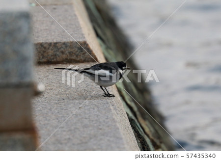 Hakusekirei Hakusekirei 57435340