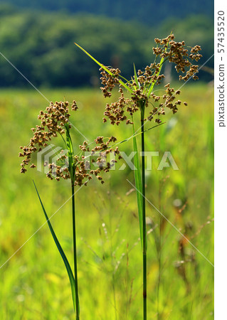 福島縣南會津市Abragaya Fruit-Miyako Marshland 福島縣南會津市Abragaya Fruit-Miyako Marshland 57435520