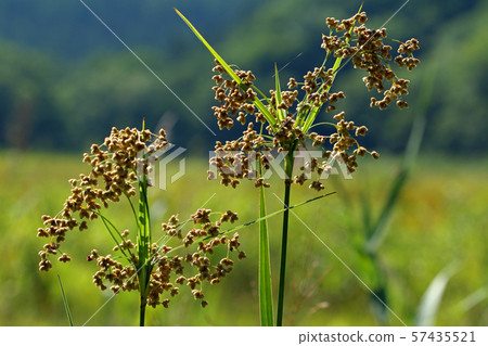 Abragaya Fruit-Miyako Marshland, Minamiaizu Town, Fukushima Prefecture 57435521