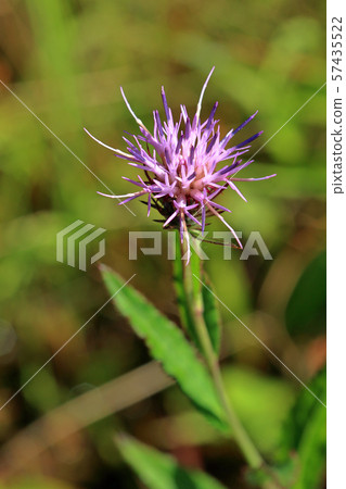 Azamy Miyako Wetland growing in a marshland, Minamiaizu Town, Fukushima Prefecture Azamy Miyako Wetland growing in a marshland, Minamiaizu Town, Fukushima Prefecture 57435522