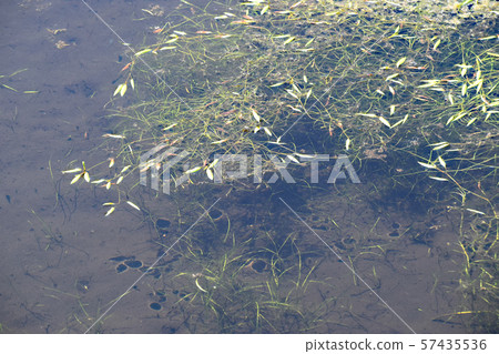 Kawanan Wetlands and plants 57435536