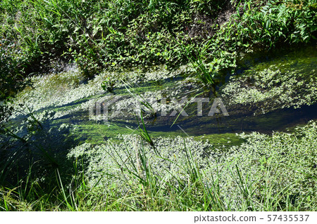 Kawanan Wetlands and plants 57435537