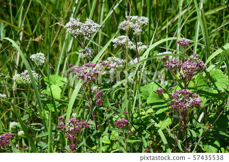 Kawanan Wetlands and plants 57435538