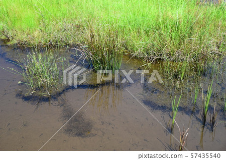 Kawanan Wetlands and plants 57435540